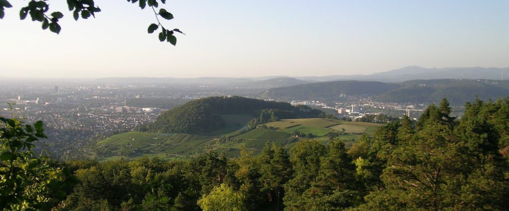 Reben am Wartenberg in Muttenz
