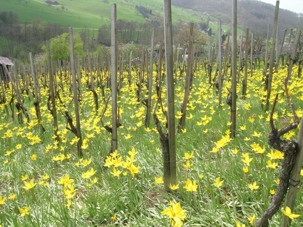 Weinbergtulpen in Muttenz