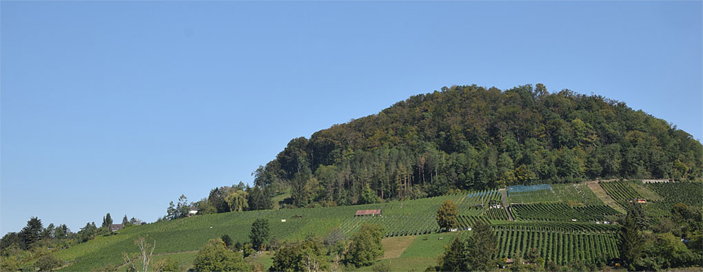 Reberg am Wartenberg in Muttenz