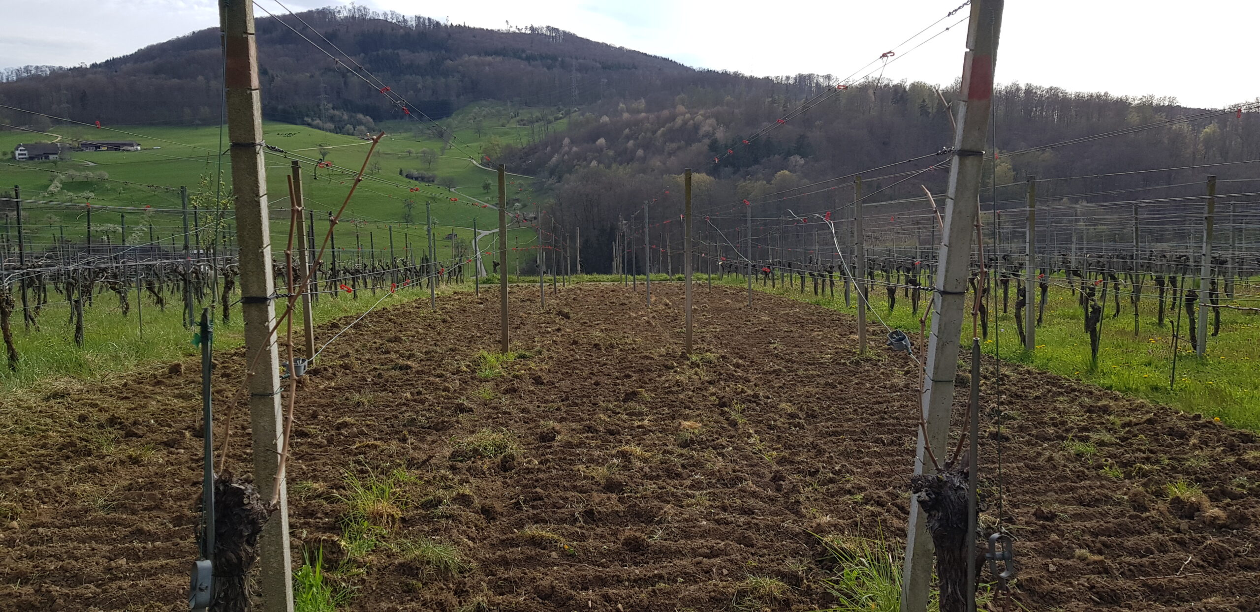 Boden gespatet und mit der Kreiselegge gelockert.