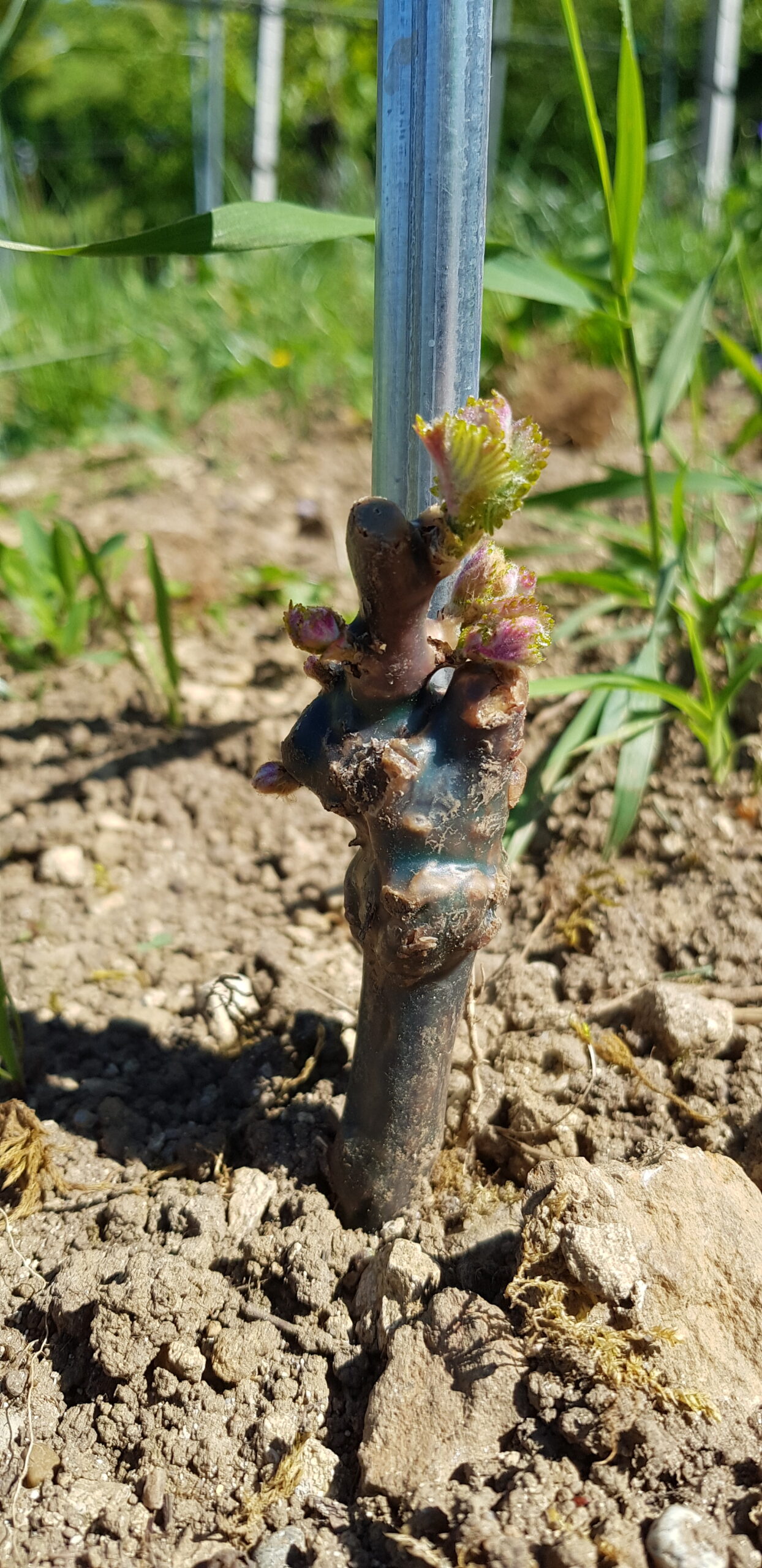 31.5.2021 - Die ersten Blätter entfalten sich